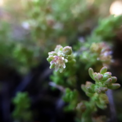 Crassula thunbergiana