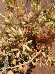 Kissenia capensis