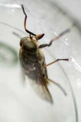 Tabanus sudeticus