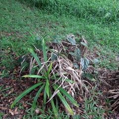 Aristolochia acuminata