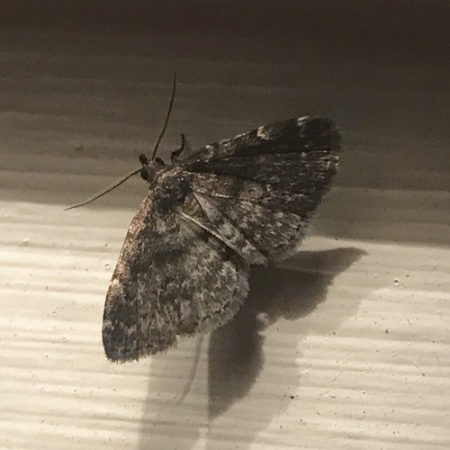 Forbes' Idia Moth photo 5