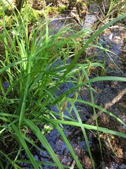 Carex gynandra