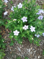 Ruellia