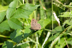 Megisto cymela cymela