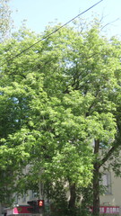 Acer negundo