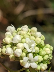 Valeriana dioica