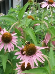 Echinacea purpurea