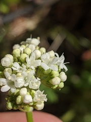 Valeriana dioica