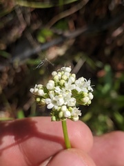 Valeriana dioica