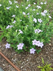 Ruellia