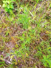 Astragalus arenarius