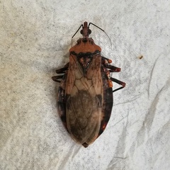 Panstrongylus geniculatus