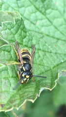 Vespula vulgaris