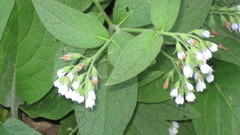 Symphytum caucasicum