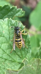 Vespula vulgaris