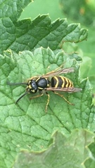 Vespula vulgaris