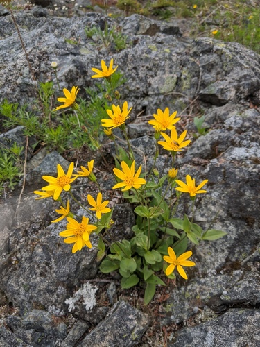 Arnica rydbergii Greene