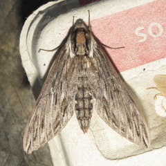 Sphinx canadensis