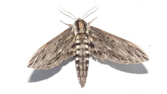 Sphinx canadensis