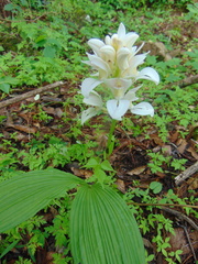 Govenia liliacea