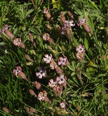 Silene vallesia