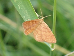 Idaea serpentata