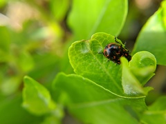 Chrysomela aeneicollis