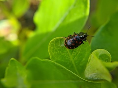 Chrysomela aeneicollis