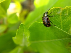 Chrysomela aeneicollis