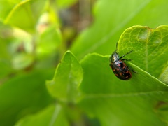 Chrysomela aeneicollis