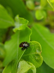 Chrysomela aeneicollis