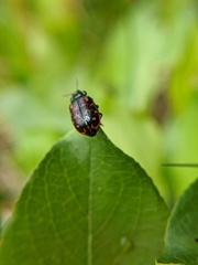 Chrysomela aeneicollis