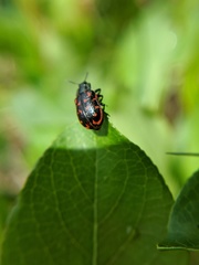 Chrysomela aeneicollis
