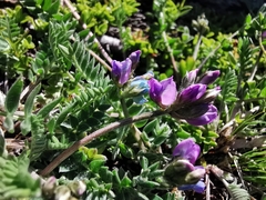 Oxytropis lapponica