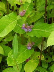 Neuracanthus sphaerostachyus