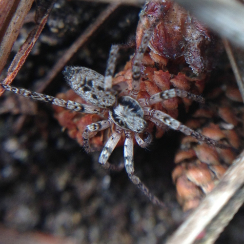 Anyphaenidae