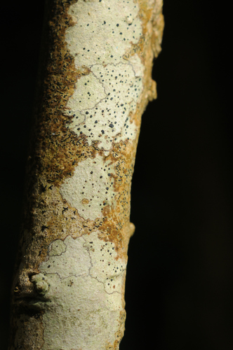 Lecidella elaeochroma f. elaeochroma image