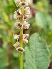 Phytolacca icosandra