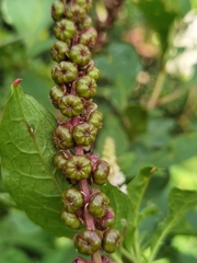 Phytolacca icosandra