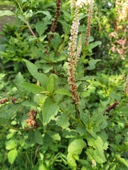 Phytolacca icosandra