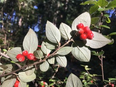 Cotoneaster dielsianus