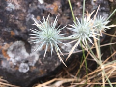 Eryngium castrense