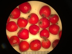 Cotoneaster dielsianus