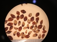 Cotoneaster dielsianus