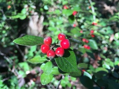 Cotoneaster dielsianus