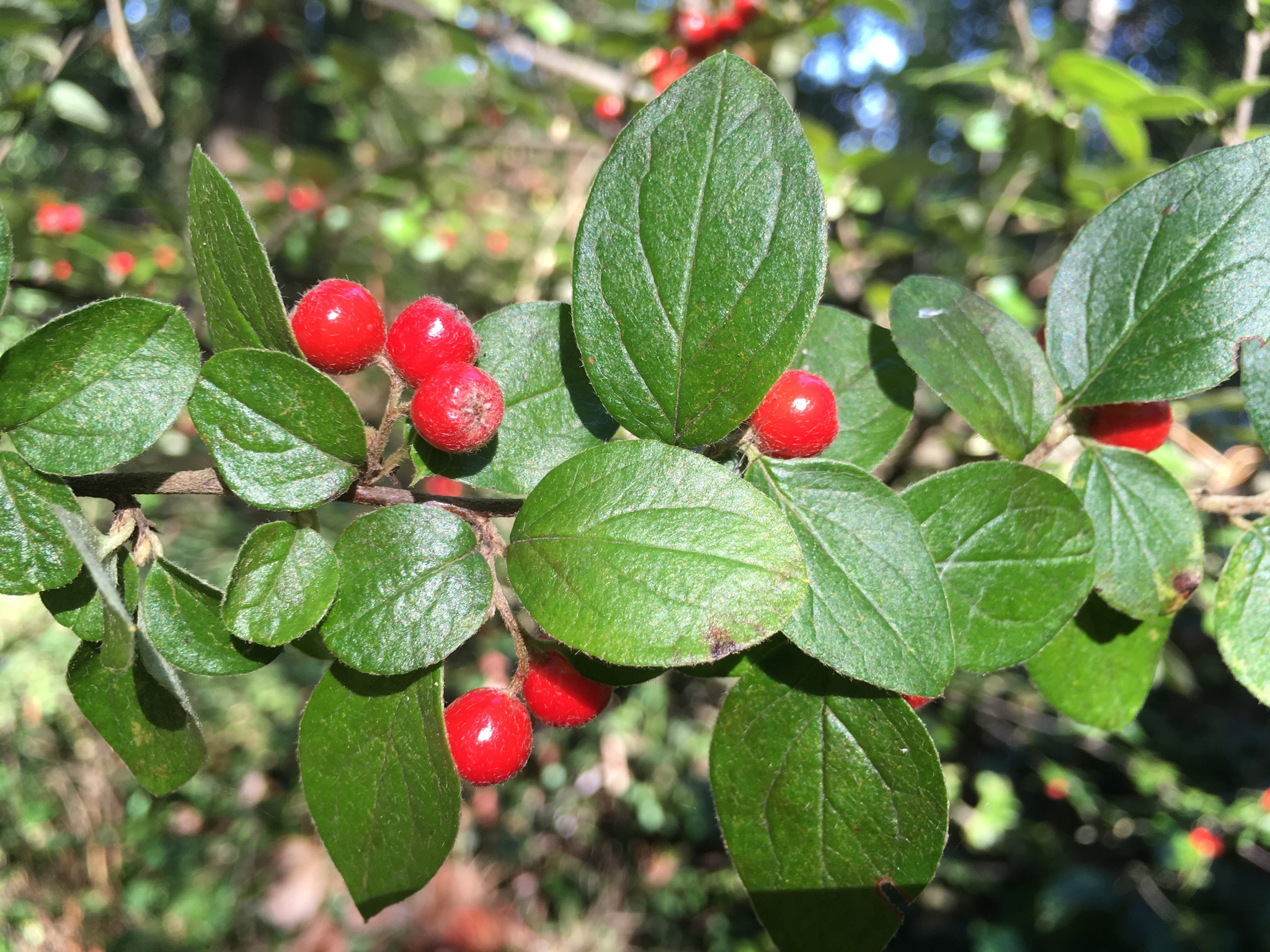 Cotoneaster dielsianus