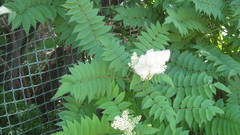 Sorbaria sorbifolia