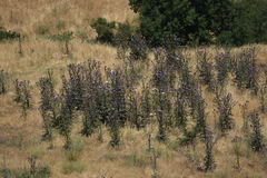 Onopordum cynarocephalum