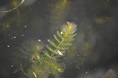 Ceratophyllum echinatum