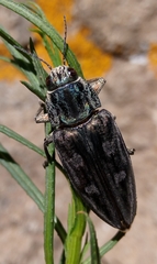 Chalcophora mariana massiliensis